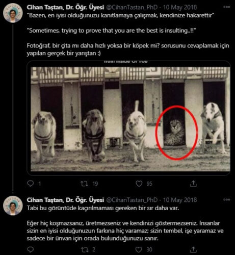 köpek çita yarışı