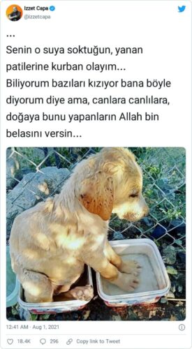 köpek patilerini suya sokarken