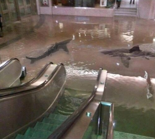 köpekbalığı asansör yürüyen merdiven