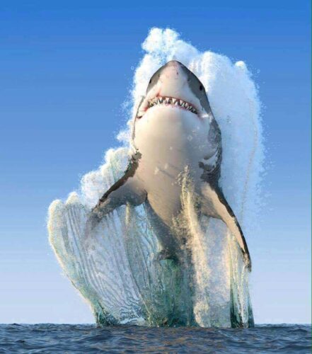 köpekbalığı photoshop