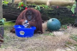 koronavirüs orangutan