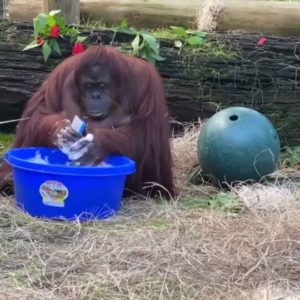 koronavirüs orangutan