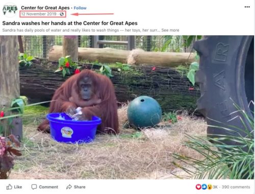 orangutan ellerini