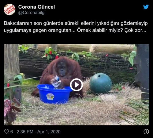 orangutan ellerini yıkarken