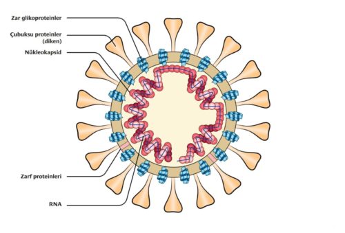 koronavirüsün yapısı