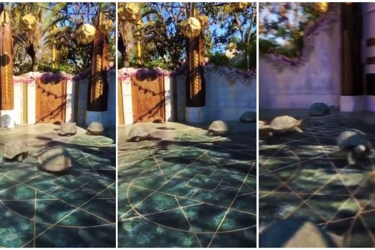 koşan kaplumbağalar