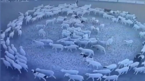 koyunlar-daire-ciziyor