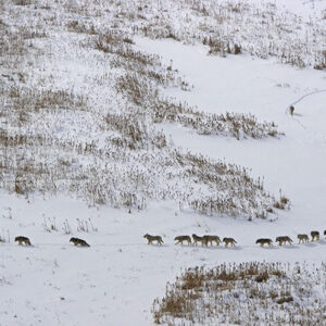 kurt sürüsü dizilişi