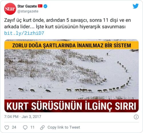 kurt sürüsü hiyerarşisi