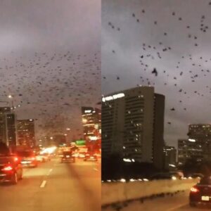 kus-surusu-saldirisi