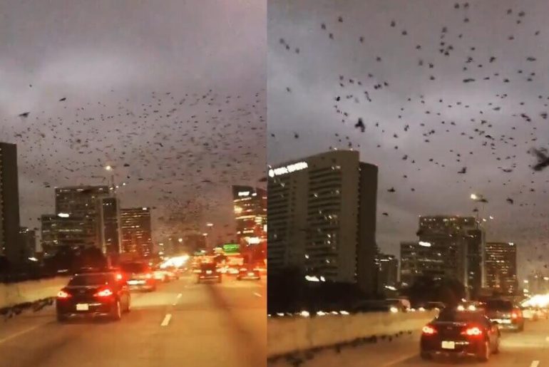 kus-surusu-saldirisi