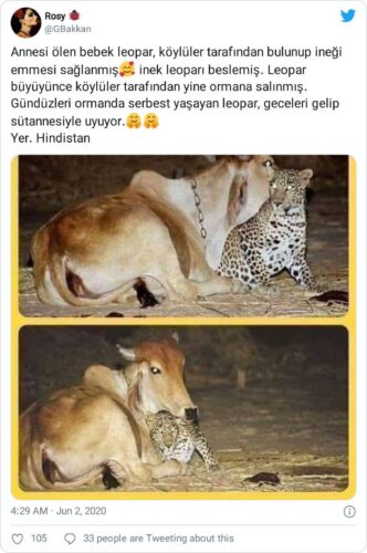 leopar inek hikayesi