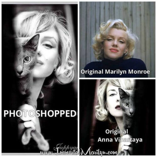 marilyn monroe kedi montajlı foto