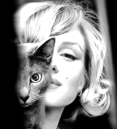 marilyn monroe kedi