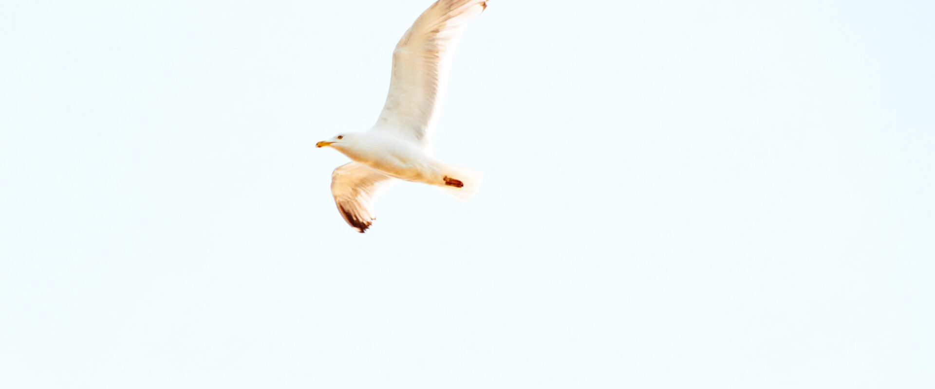 martı kuş