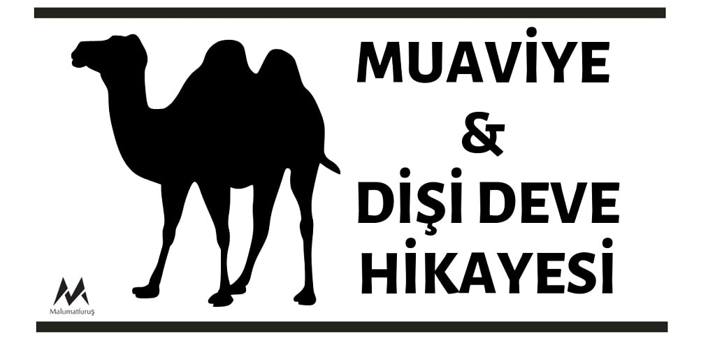 Muaviye ve Dişi Deve Hikayesi