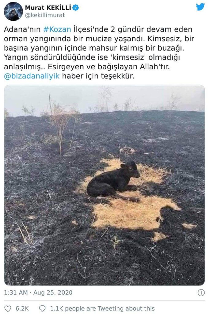 yangından kurtulan buzağı