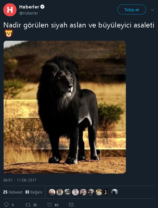 Fotoğrafta "nadir görülen siyah aslan"ın göründüğünü iddia eden paylaşım