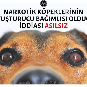 Narkotik Köpeklerinin Uyuşturucuyu Bulabilmeleri İçin Uyuşturucu Bağımlısı Haline Getirildikleri İddiası Asılsız