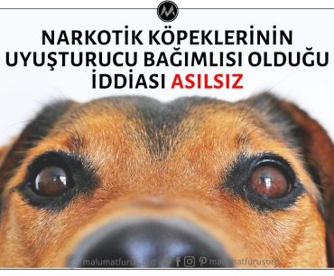 Narkotik Köpeklerinin Uyuşturucuyu Bulabilmeleri İçin Uyuşturucu Bağımlısı Haline Getirildikleri İddiası Asılsız