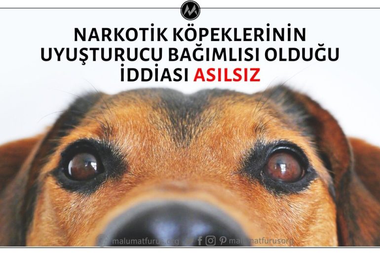 Narkotik Köpeklerinin Uyuşturucuyu Bulabilmeleri İçin Uyuşturucu Bağımlısı Haline Getirildikleri İddiası Asılsız