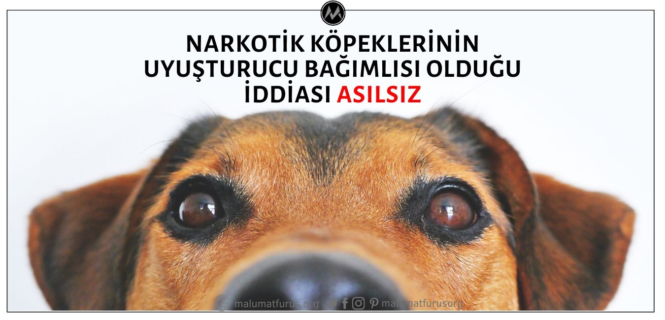 Narkotik Köpeklerinin Uyuşturucuyu Bulabilmeleri İçin Uyuşturucu Bağımlısı Haline Getirildikleri İddiası Asılsız