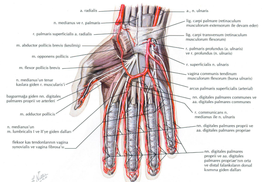 elin arter ve sinirleri