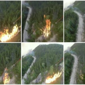 orman kundaklama video