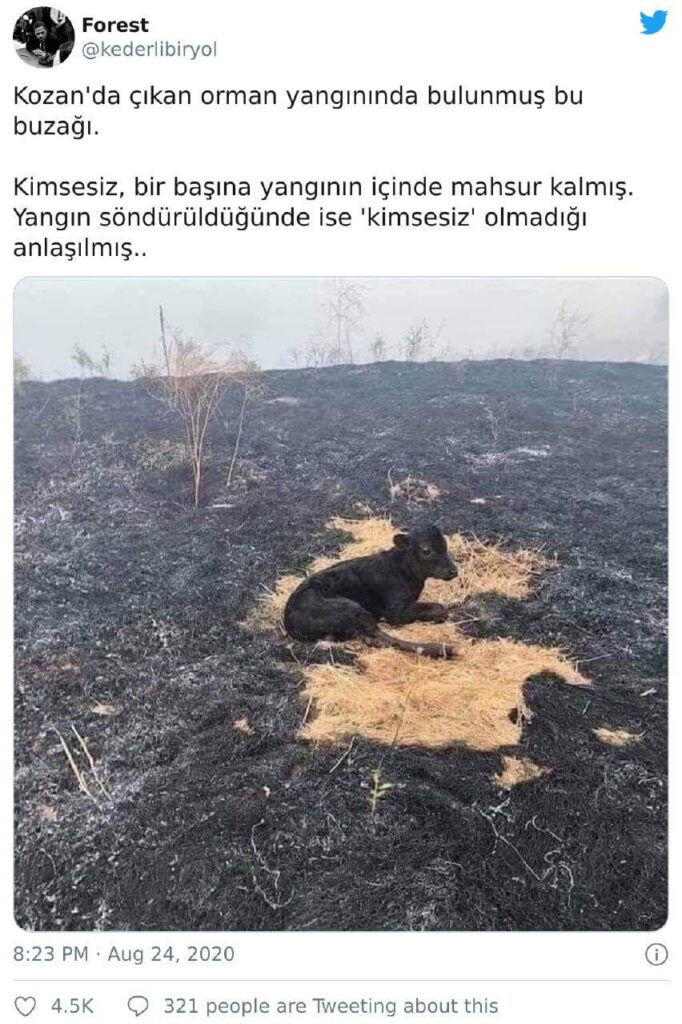 orman yangınında bulunmuş buzağı
