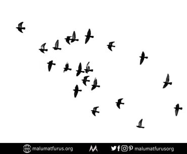 özgürlük kuşlar