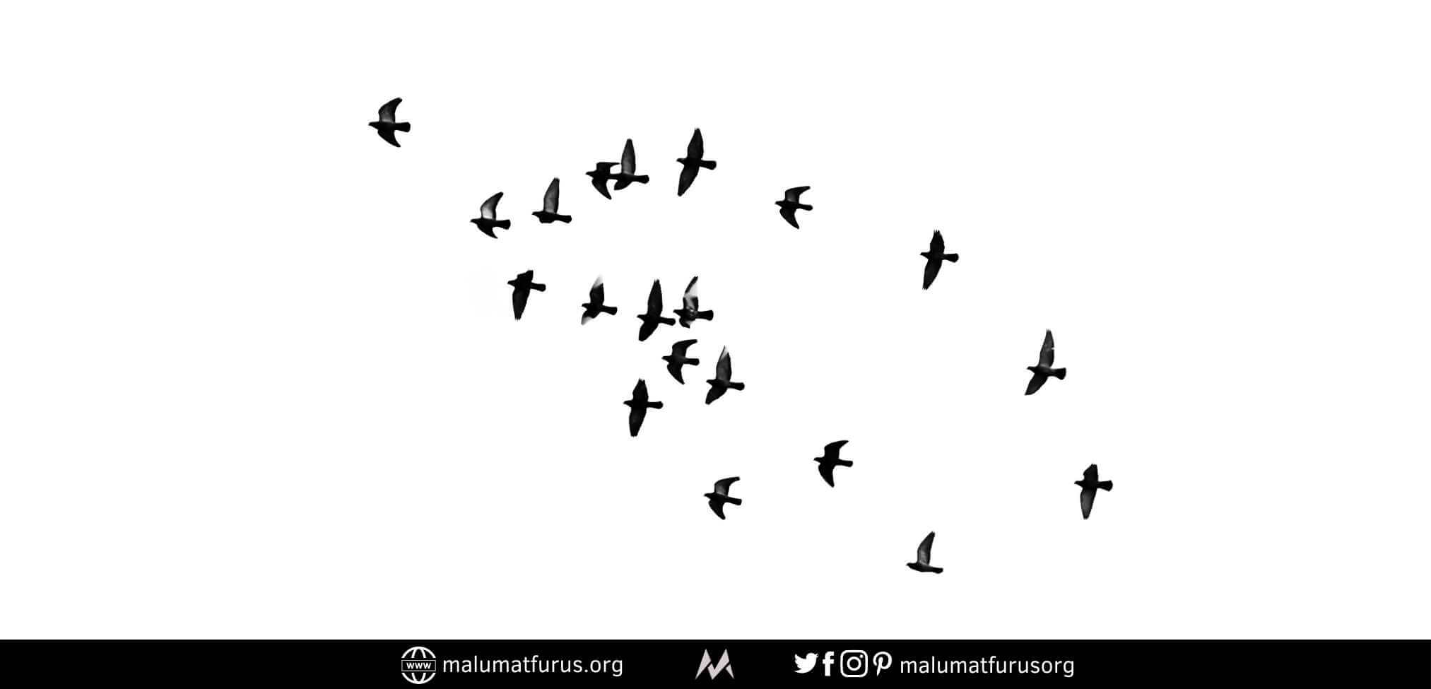 özgürlük kuşlar