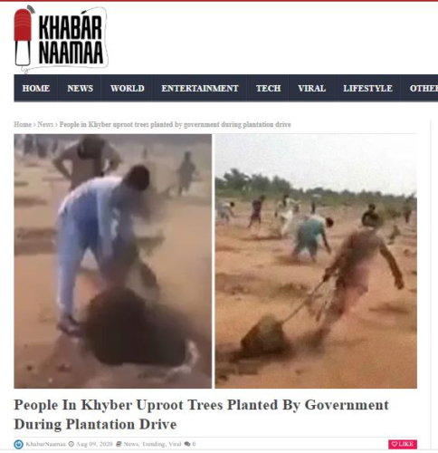 pakistanda ağaçlandırma kavgası