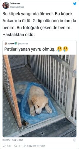 patileri yanan yavru öldü