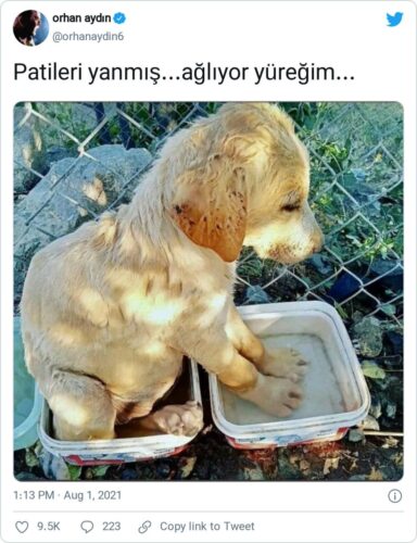 patileri yanmış ağlıyor