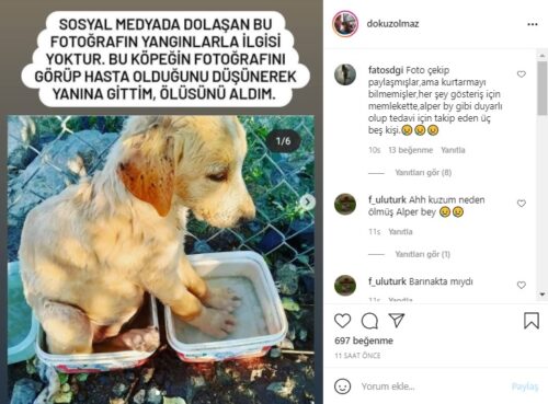 patilerini serinleten köpek aslı