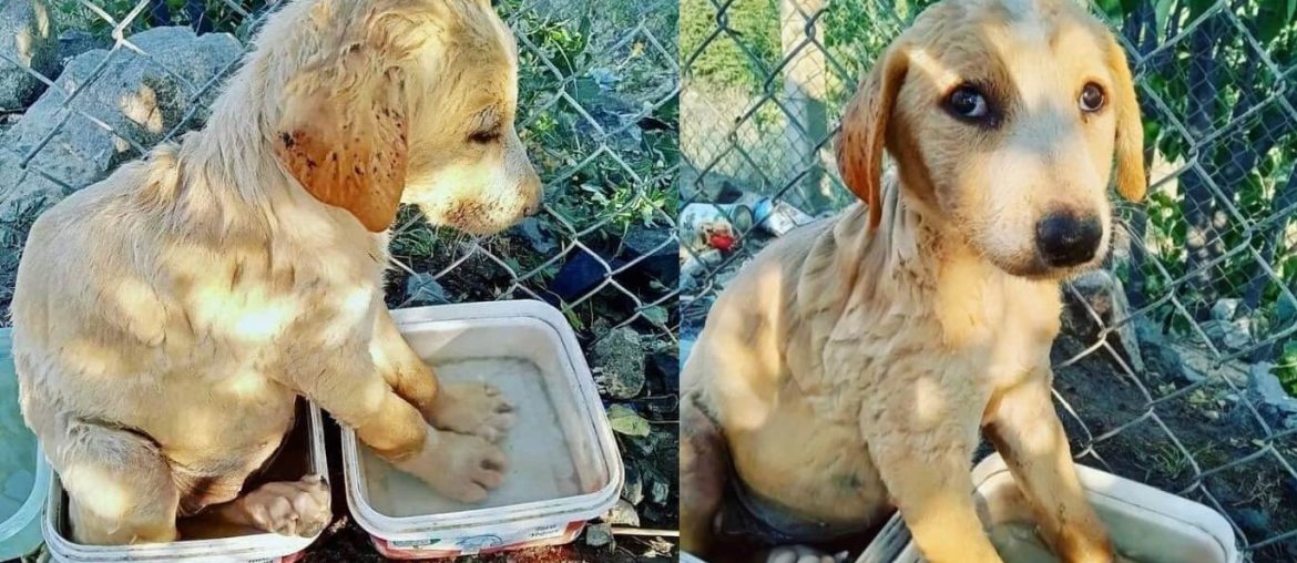 patilerini soğutmaya çalışan köpek