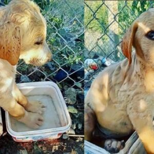 patilerini soğutmaya çalışan köpek