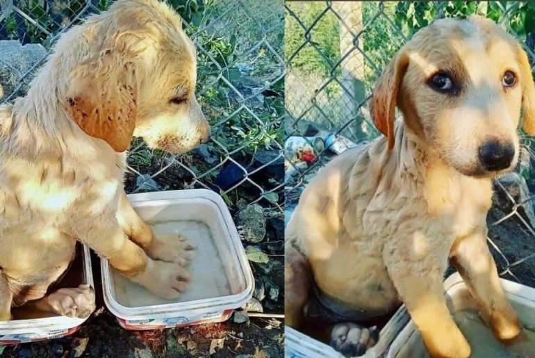 patilerini soğutmaya çalışan köpek