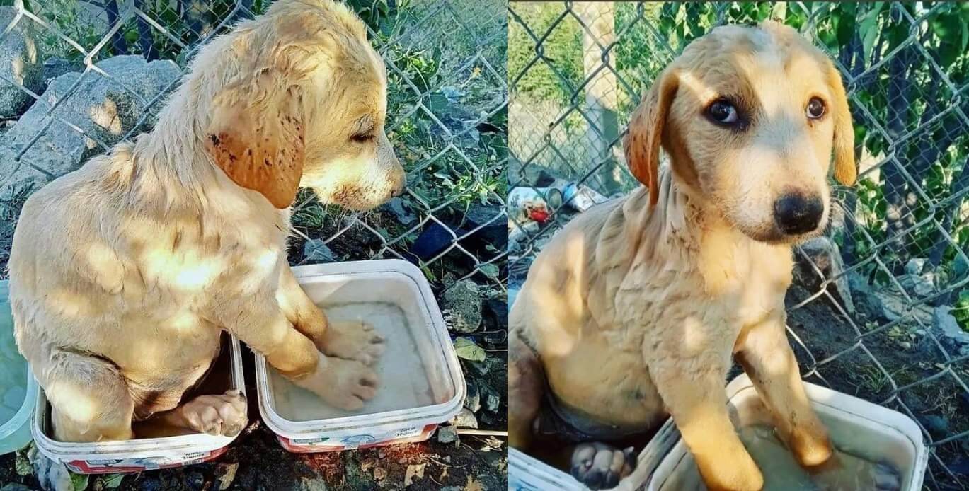 patilerini soğutmaya çalışan köpek