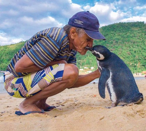 penguen-kurtaricisi