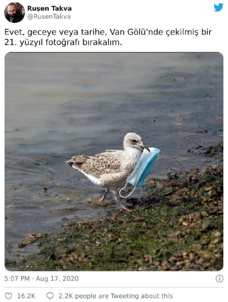 Van Gölünde çekilmiş maskeli kuş fotoğrafı