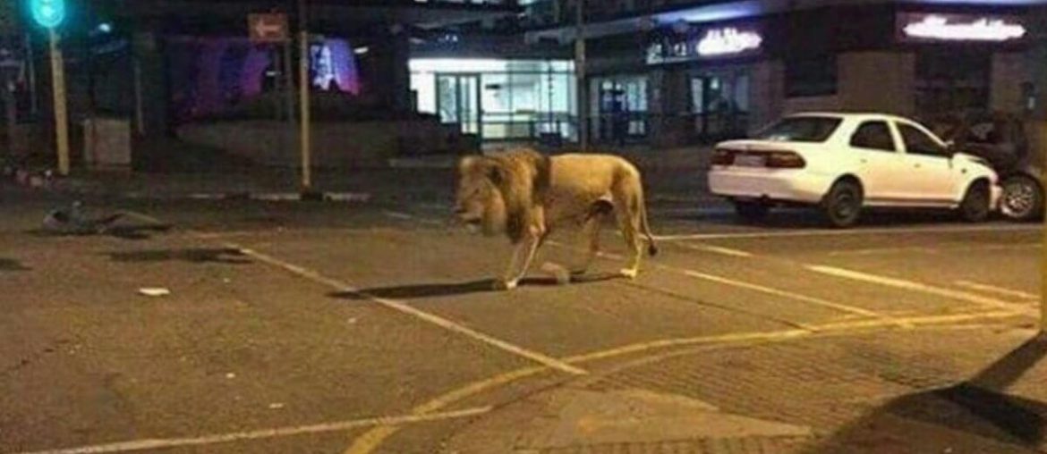 Fotoğrafın Rusya'nın Karantinada Sokağa Çıkılmasını Engellemek İçin Sokağa Saldığı Aslan Olduğu İddiası Asılsız