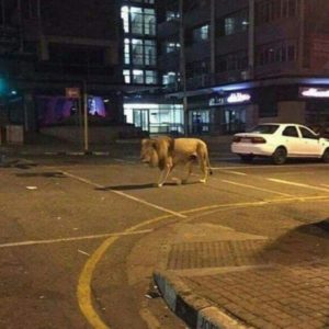 Fotoğrafın Rusya'nın Karantinada Sokağa Çıkılmasını Engellemek İçin Sokağa Saldığı Aslan Olduğu İddiası Asılsız