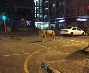 Fotoğrafın Rusya'nın Karantinada Sokağa Çıkılmasını Engellemek İçin Sokağa Saldığı Aslan Olduğu İddiası Asılsız
