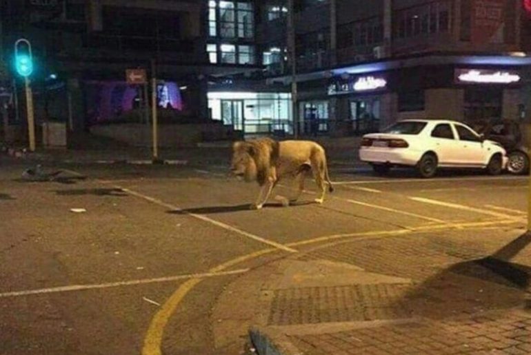 Fotoğrafın Rusya'nın Karantinada Sokağa Çıkılmasını Engellemek İçin Sokağa Saldığı Aslan Olduğu İddiası Asılsız