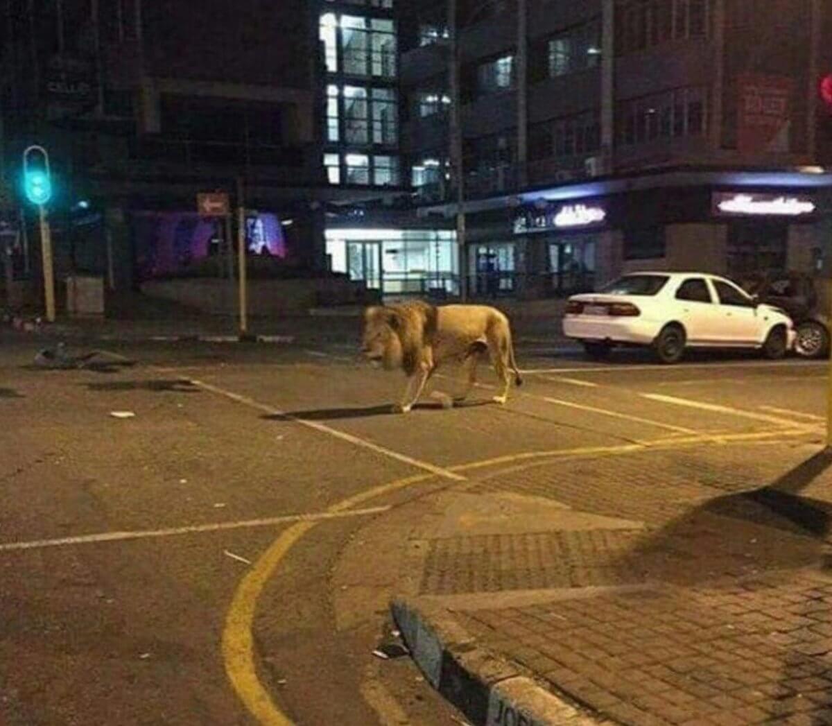 Fotoğrafın Rusya'nın Karantinada Sokağa Çıkılmasını Engellemek İçin Sokağa Saldığı Aslan Olduğu İddiası Asılsız