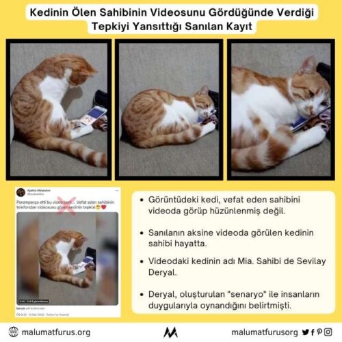 sahibi vefat eden kedi kurgusu