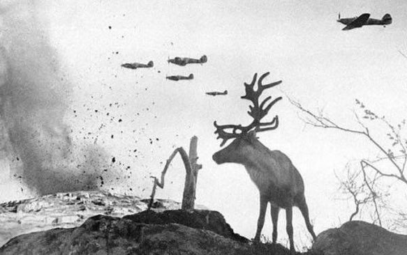 Savaş Uçaklarının Attığı Bombalara Bakan Geyiği Gösterdiği İddiasıyla Paylaşılan Fotoğraf