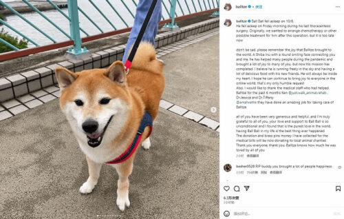 shiba-inu-balltze-oldu