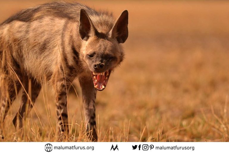 sırtlanlar köpekgillerden değil